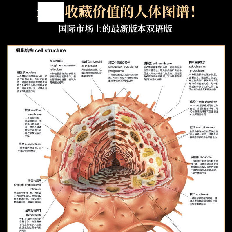 [正版] 人体图谱解剖学组织学病理学第2版 人体解剖彩色图谱 尸体图鉴发育学断层功能解剖书 河南科学技术出版社9787高清大图