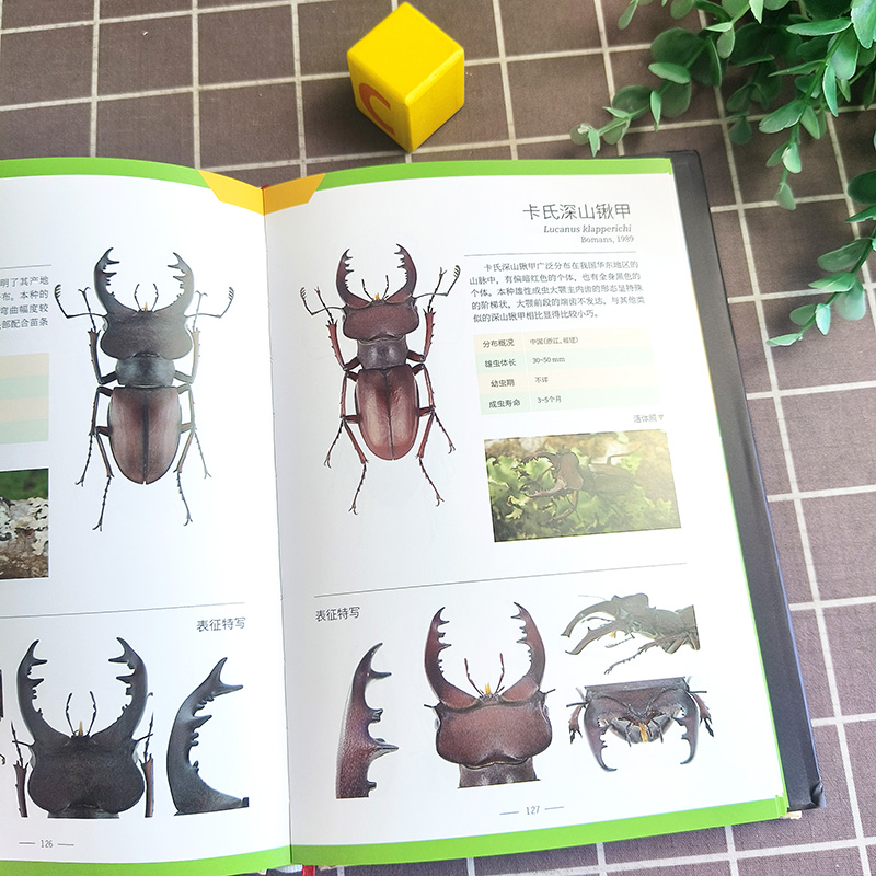 兜锹花臂甲虫 [正版]兜锹花臂甲虫书籍图鉴昆虫锹甲观赏图科普 世界200种观赏甲虫 杨瑞 好奇心书系 野外识别手册 铁甲高清大图