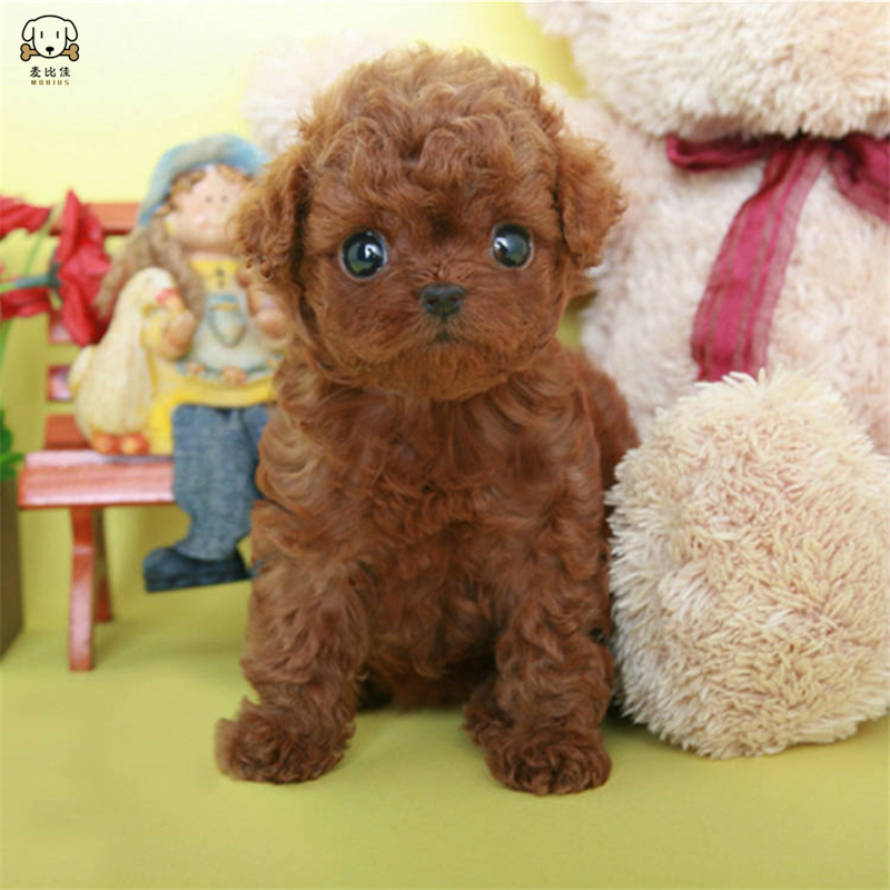 麦比佳 泰迪犬 活体狗狗幼犬纯种血统级长不大卷毛泰迪熊犬玩具型标准型微小体茶杯犬泰迪贵宾富贵狗视频挑选高清大图