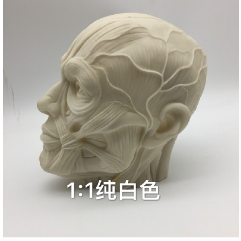 热卖 美术素描模型1:1人体骨骼模型人头骨树脂骷髅头办公摆件绘画 1比1肌肉头像（乳白）