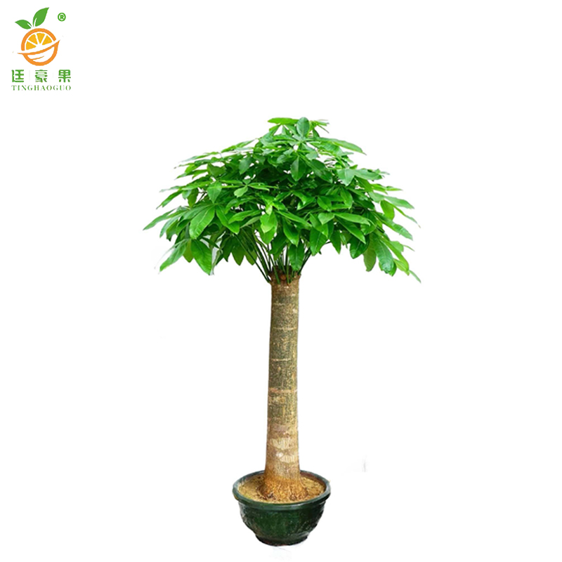 廷豪果 发财树独干 1.8-2米 /棵高清大图