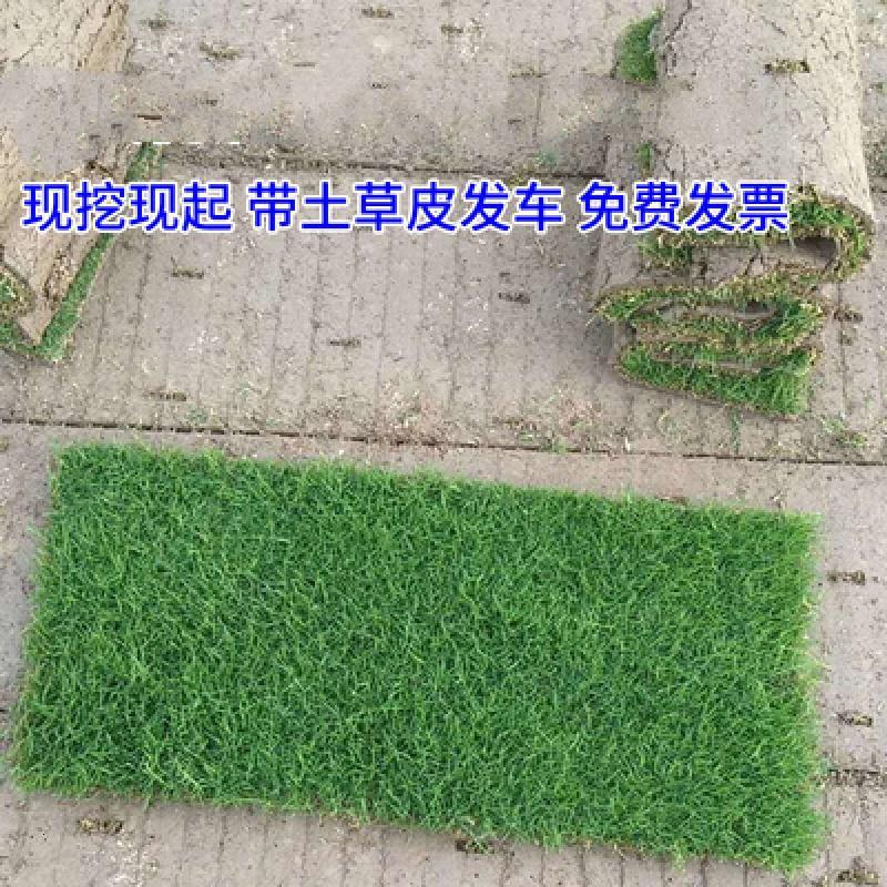 真坪皮带泥土四季青种子耐寒别墅庭院绿化带土果岭种籽