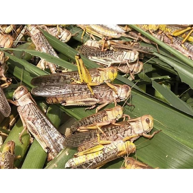 活虫蚂蚱活体东亚飞蝗蝗虫蚱蜢画眉鸟食爬虫龟宠物饲料活体