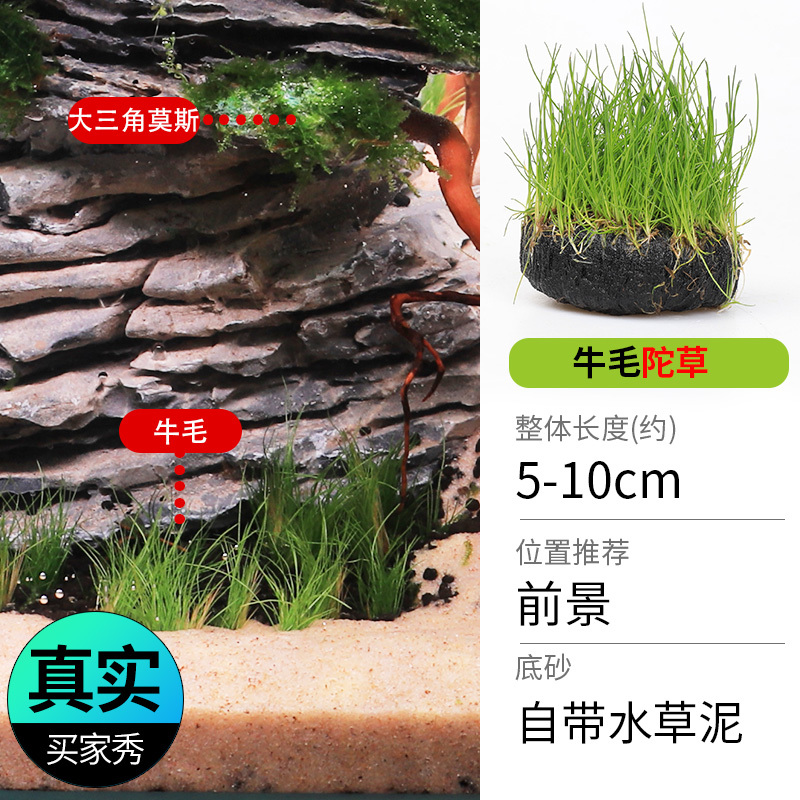 鱼缸造景莫斯沉木水榕无土植物懒人增氧真水草趴地矮珍珠陀草