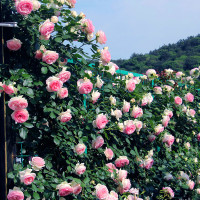 方解实爬藤月季花苗木每棵