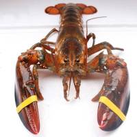 【鲜活】三座海 鲜活波士顿大龙虾 2-2.5斤/只 波龙波斯顿大龙虾进口鲜活大虾 海鲜水产