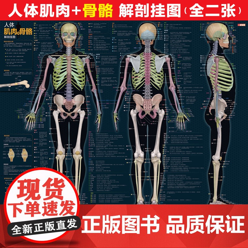人体肌肉与骨骼解剖挂图 人邮体育解剖图谱编写组 人民邮电出版社 正版书籍高清大图
