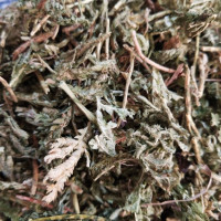 石上柏中药材 500克岩柏草 地侧柏 金龙草 深绿卷柏中草药店铺
