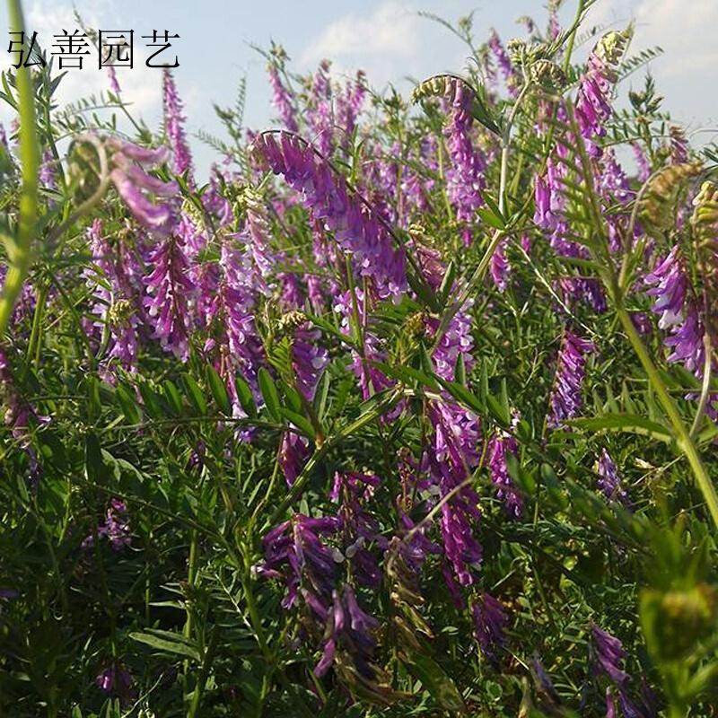 果园绿肥种子光叶紫花苕长柔毛野豌豆毛苕子养蜂蜜源植物厂家直销