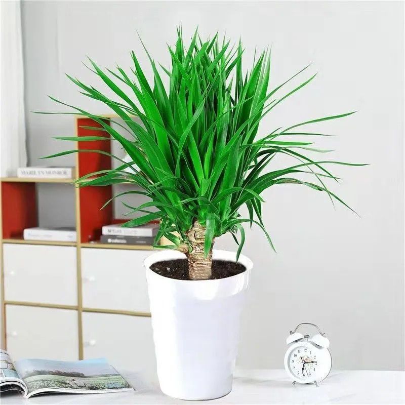 大型龙须树龙须铁龙血树室内客厅盆栽绿植四季常青净化空气龙须专用