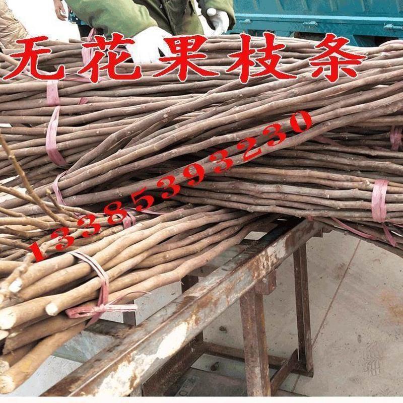 桃树嫁接枝条10根桃树嫁接枝条10 15cm以下 果树苗苹果山楂柿子樱桃树石榴无花果李子苗嫁接扦插枝条嫁接砧
