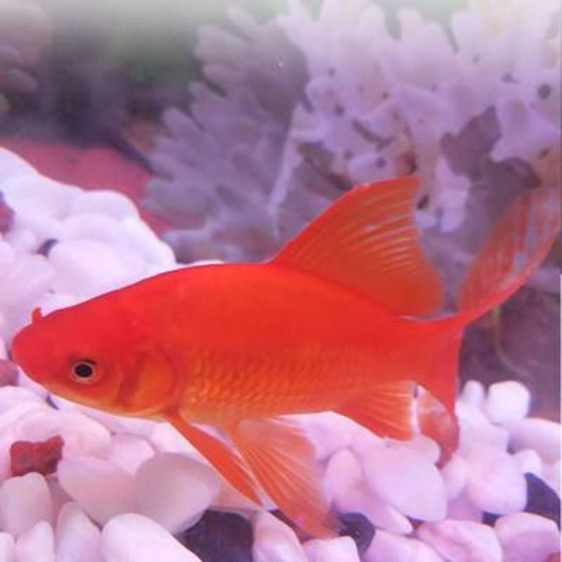 湛航宠物日用金鱼活体观赏鱼活体小金鱼冷水鱼锦鲤鱼金鱼苗活体淡水小型鱼 价格图片品牌报价 苏宁易购湛航陶瓷旗舰店