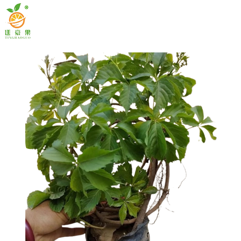 廷豪果 五叶爬山虎 30cm高10棵 /捆高清大图