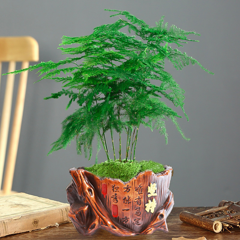 文竹盆栽植物室内办公室绿植花卉盆栽盆景四季常青小盆栽报价 参数 图片 视频 怎么样 问答 苏宁易购