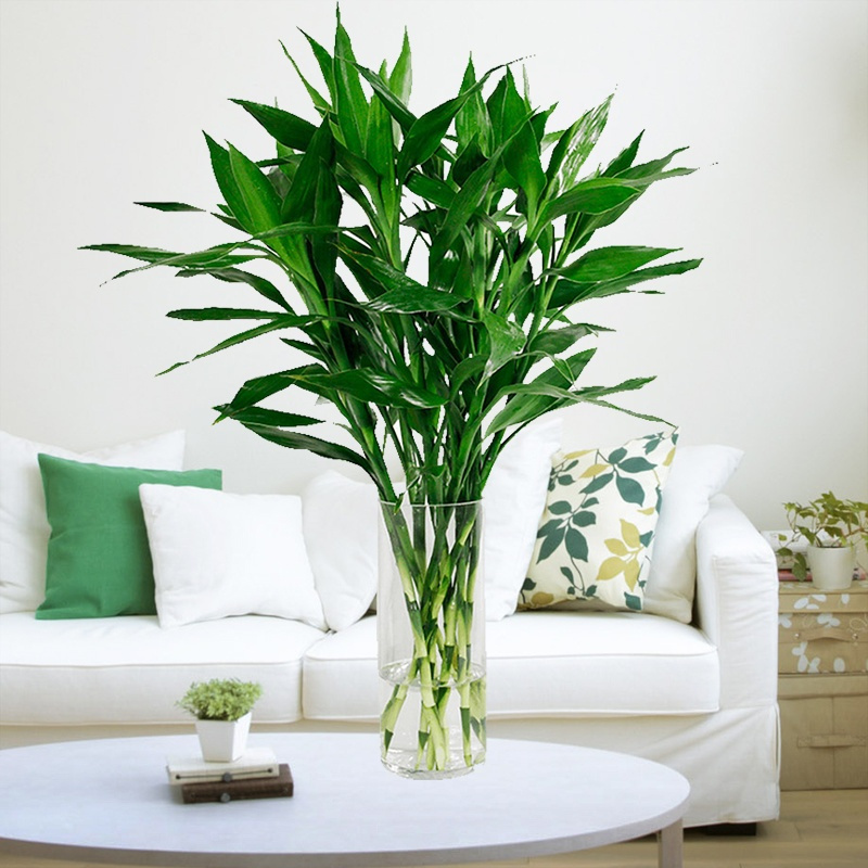 富贵竹水培植物竹室内盆栽花卉客厅弯竹绿植观音竹盆景 竹50厘米8课