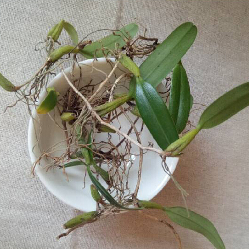 博多客新鲜石橄榄双叶石仙桃果石豆兰500g新鲜石橄榄珠岩豆生鲜新鲜