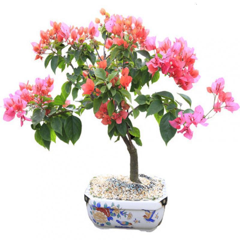 悦芳华园艺用品悦芳华巴西三角梅盆栽花卉爬藤植物阳台庭院老桩多色重瓣花四季带花发货 价格图片品牌报价 苏宁易购芸竹家居专营店