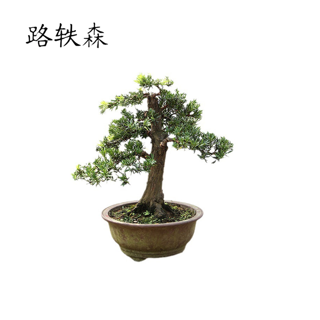 路轶森 罗汉松高 1.5米 棵高清大图