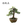 路轶森 罗汉松高 1.5米 棵