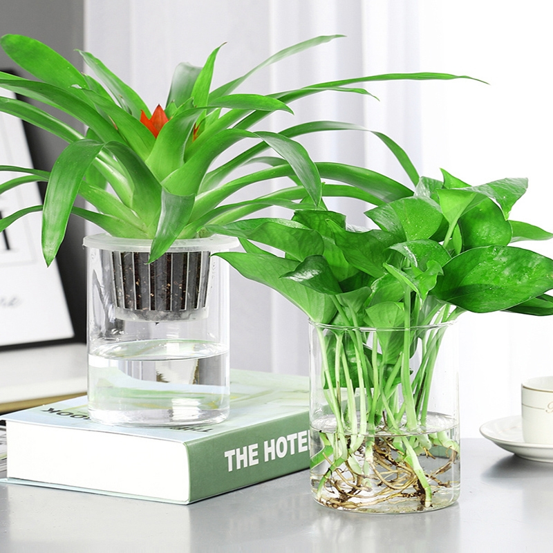 回固水培植物绿萝盆栽办公室内易活水养绿植绿箩