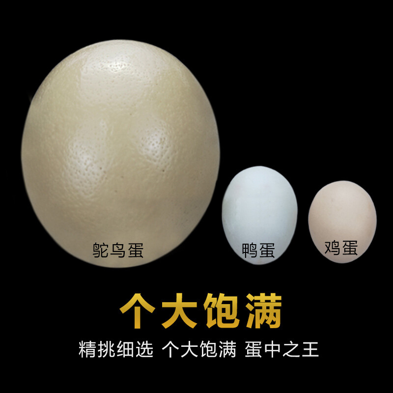 [熊猫鸟]顺丰快递 新鲜鸵鸟蛋 2.5斤/个 食用超大蛋可 鲜蛋送礼雕刻 大蛋高清大图