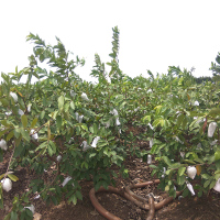 蔬果哆 福建特产 新鲜水果 红心番石榴 芭乐 2.5kg