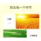 望乡(Wheatsun) 麦香粉 小麦面粉 25KG