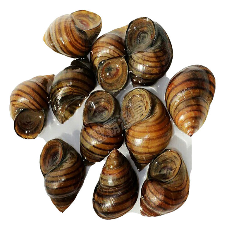 xj脆螺田螺脆螺鱼螺丝海鲜饵料鲜活薄壳螺蛳一掐碎可开发票25kg