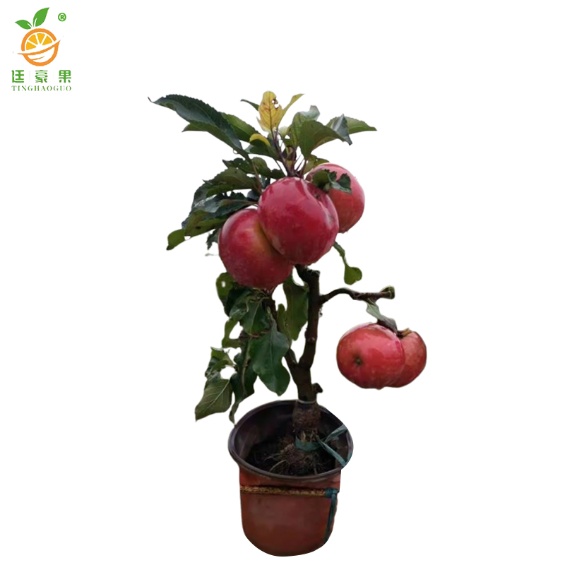 廷豪果 苹果树 8公分 /棵高清大图