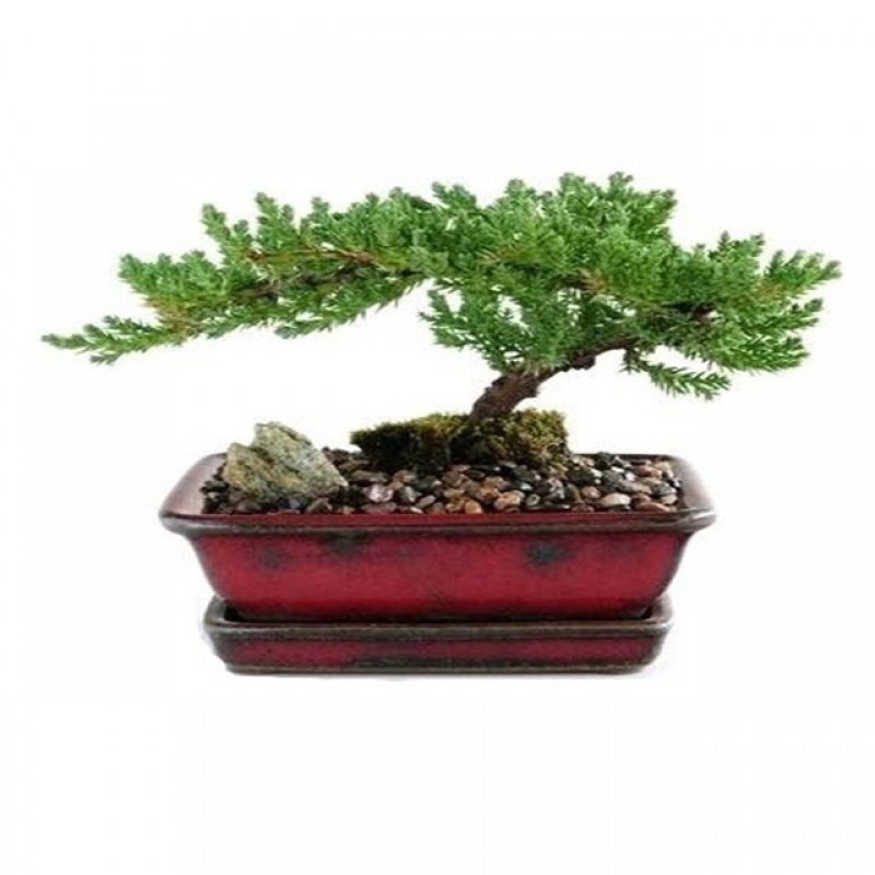 古达园艺用品古达迎客松盆景造型盆栽罗汉松盆栽迎客松苗绿植花卉松 4年苗 盆土 肥 40厘米左右不含盆 价格图片品牌报价 苏宁易购老蜂匠园艺用品专营店