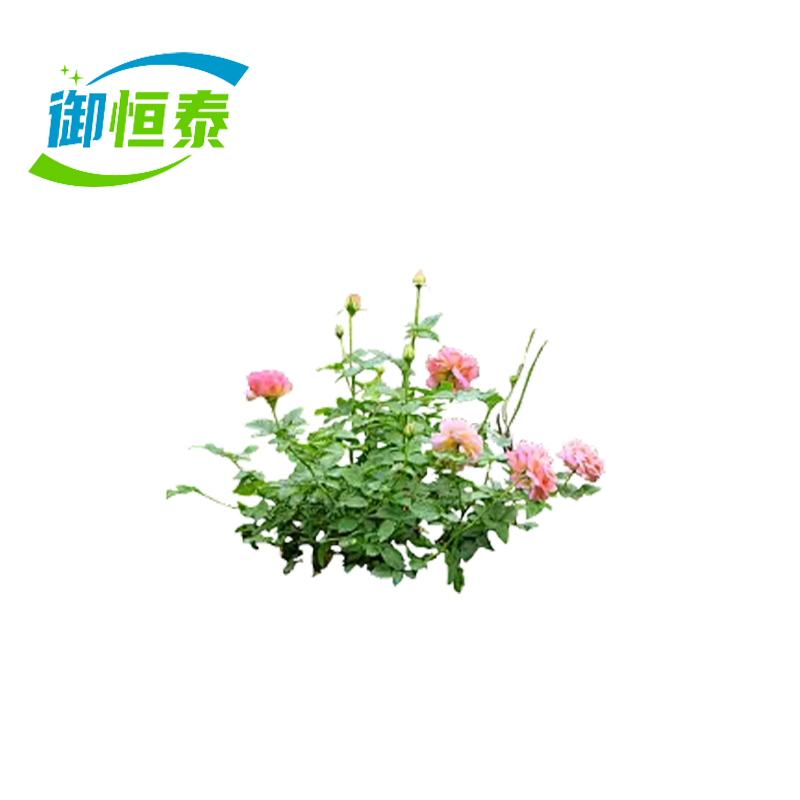 御恒泰四季花4-6叉/棵