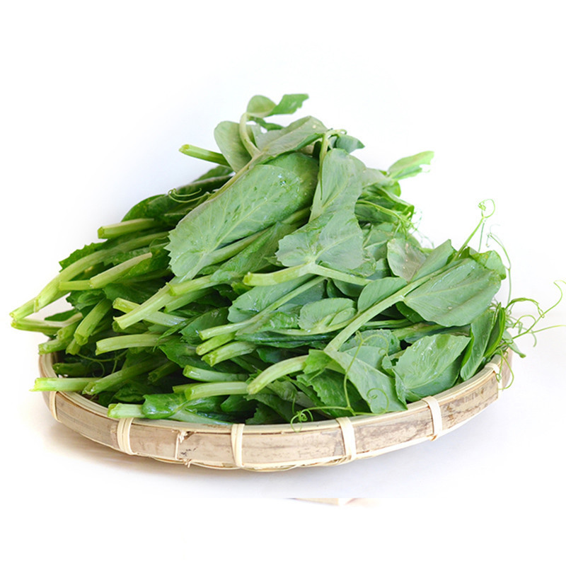 新鲜豌豆尖嫩豆尖豌豆苗新鲜采摘新鲜蔬菜15kg3斤