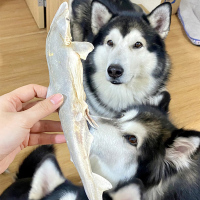 狂的主人宠物狗狗零食冻干小鲨鱼磨牙耐啃营养大小型犬通用猫鱼肉洁齿亮毛