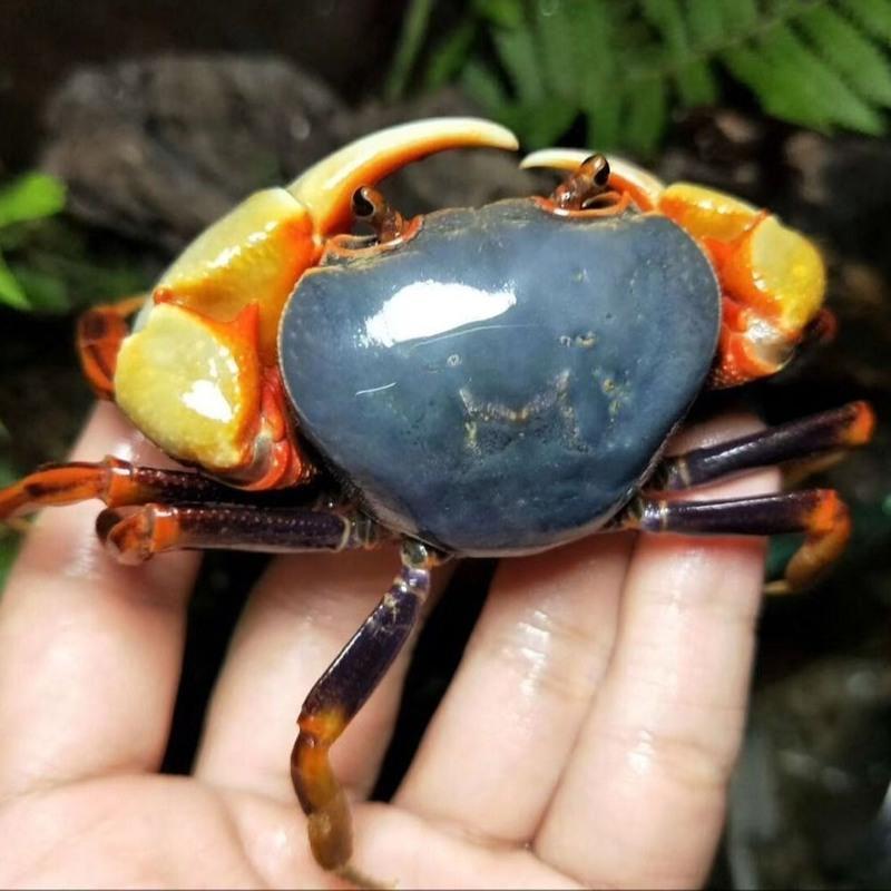 图书>期刊/杂志>男士>图书其它>背甲3cm左右观赏蟹宠物蟹南海溪蟹淡水