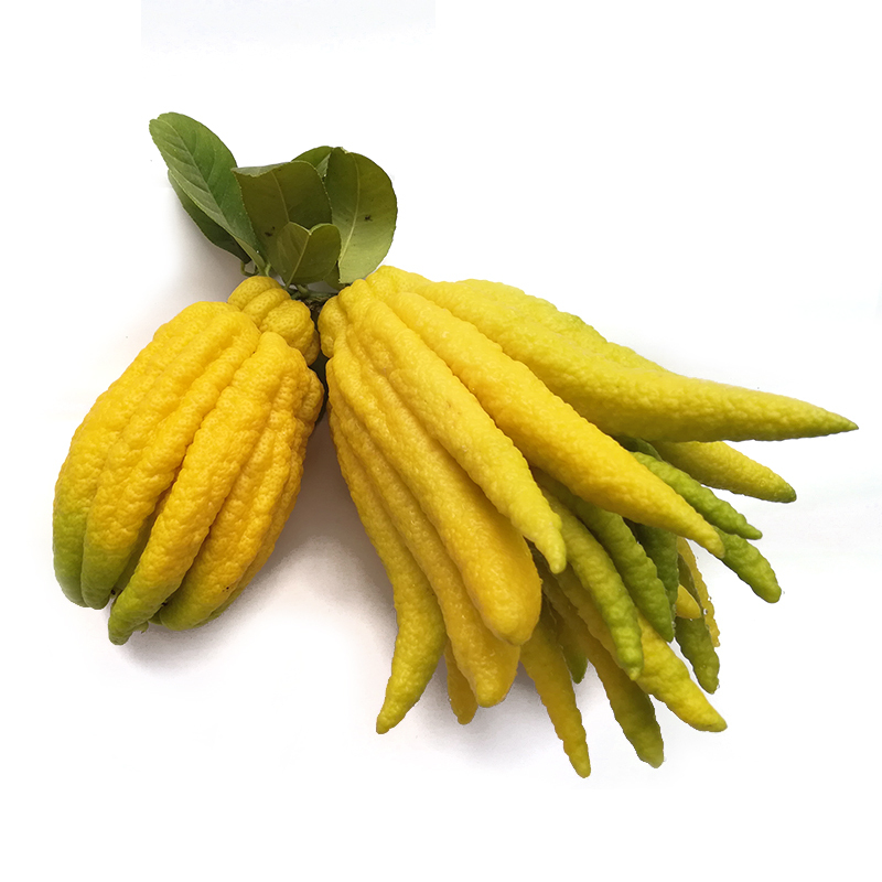 5斤(1个果)金佛手果现摘金华金佛手鲜果香橼供观赏把玩除味食用佛手水