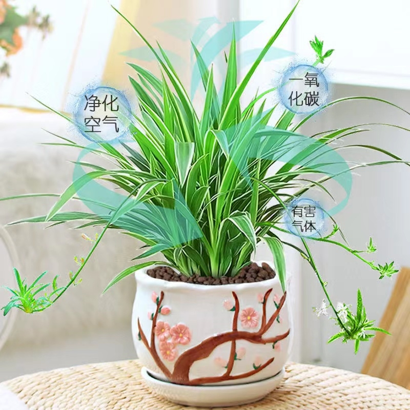 [补贴10%]金边吊兰盆栽花卉植物室内花净化空气绿植水培垂吊客厅甲醛阳台高清大图