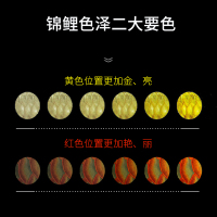 锦鲤鱼饲料育成色扬增体增康胚芽幼鱼料锦鲤鱼食锦鲤鱼粮专用