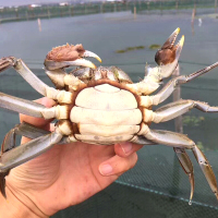 苏宁极物阳澄御宴大闸蟹卡499型