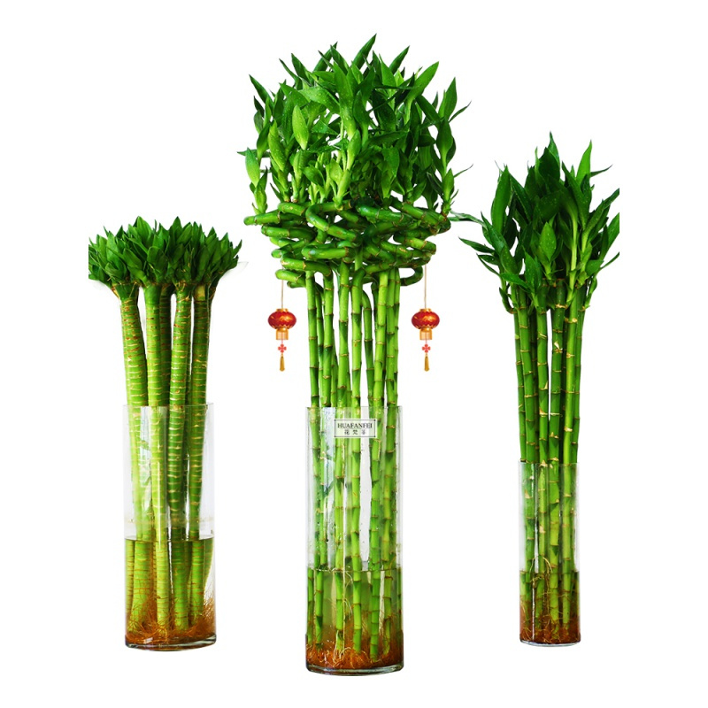 水养富贵竹竹弯竹龙竹水竹开运竹子带根室内绿植水培植物花卉