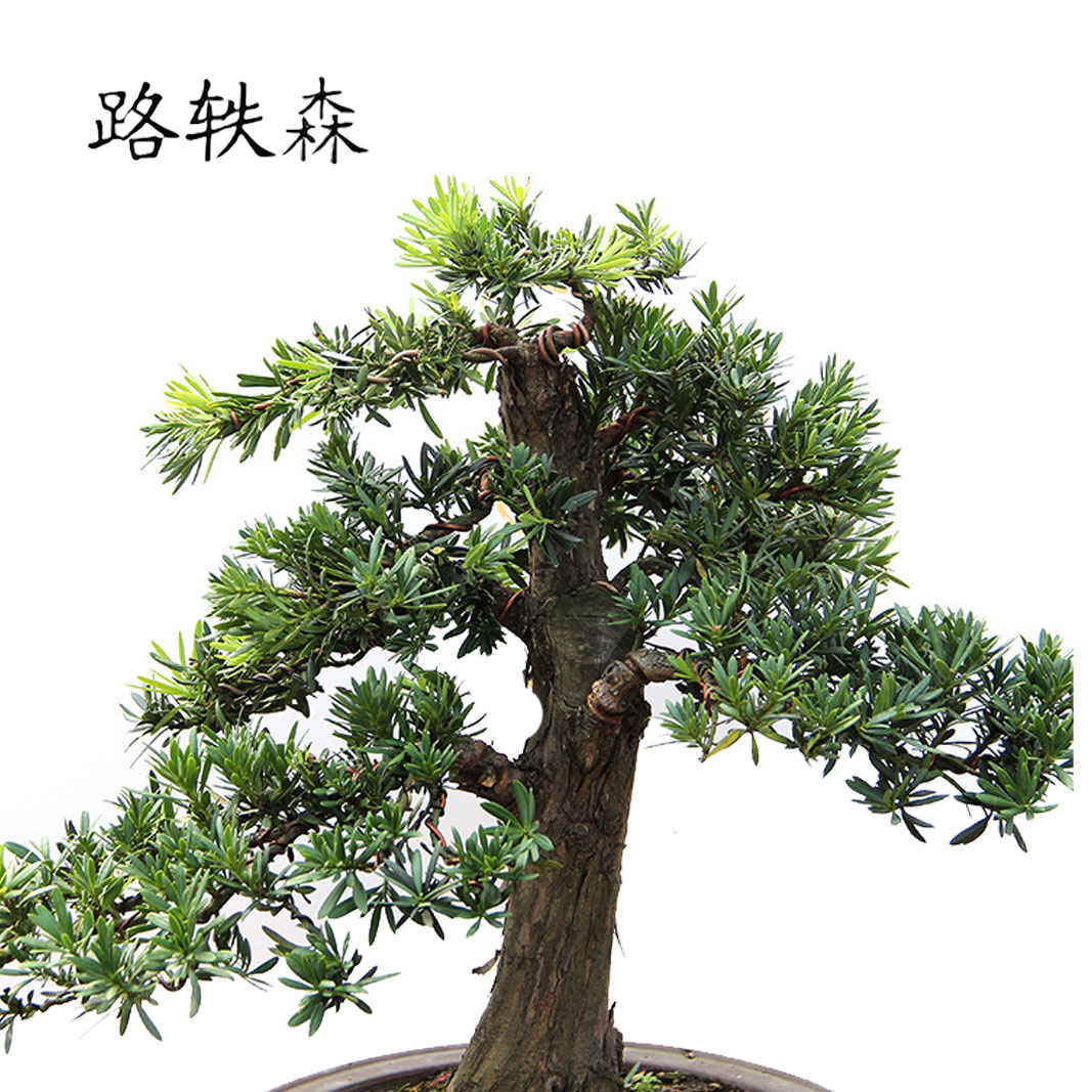 路轶森 罗汉松高 1.5米 棵高清大图