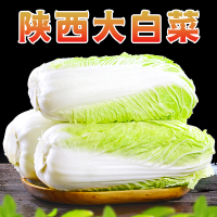 【西沛生鲜】新鲜大白菜 净重8.5斤 当季时令新鲜大白菜农家自种蔬菜白菜整颗白菜产地直发
