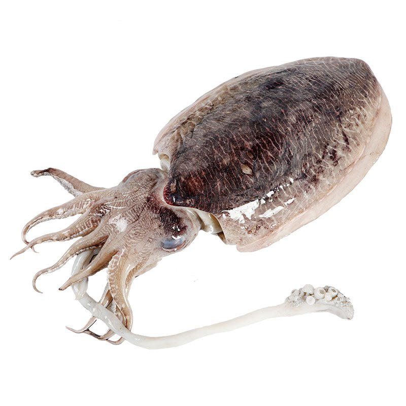 四海生鲜东山自然海捕墨鱼1000g大墨鱼墨鱼仔乌贼多规格新鲜活冻海鲜