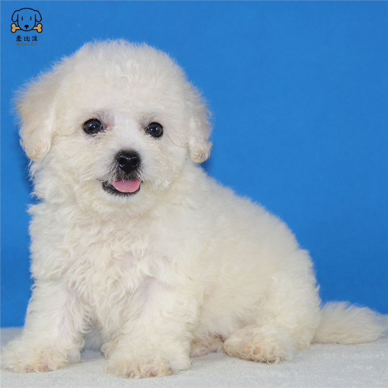 麦比佳宠物 比熊犬 比熊幼犬活体 宠物狗狗法国卷毛比熊狗双血统精品白色活体比熊 小体玩具型茶杯犬标准型视频挑选高清大图