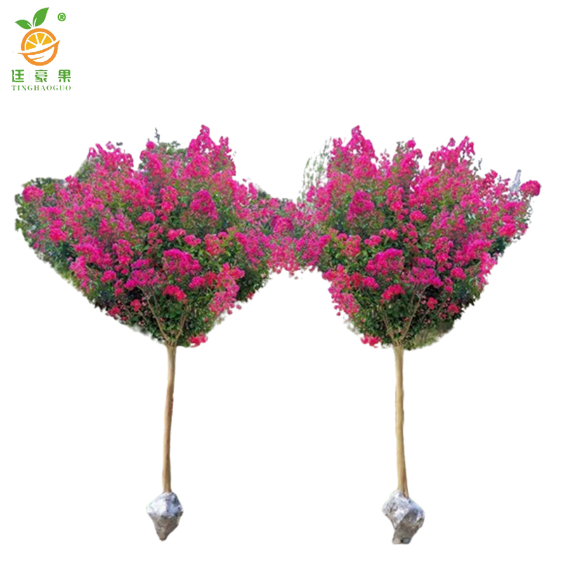 廷豪果 紫薇花 1.5米 /棵高清大图