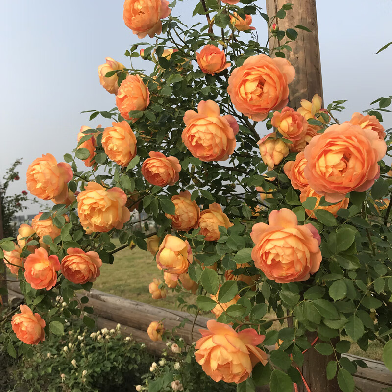 方解实爬藤月季花苗木每棵