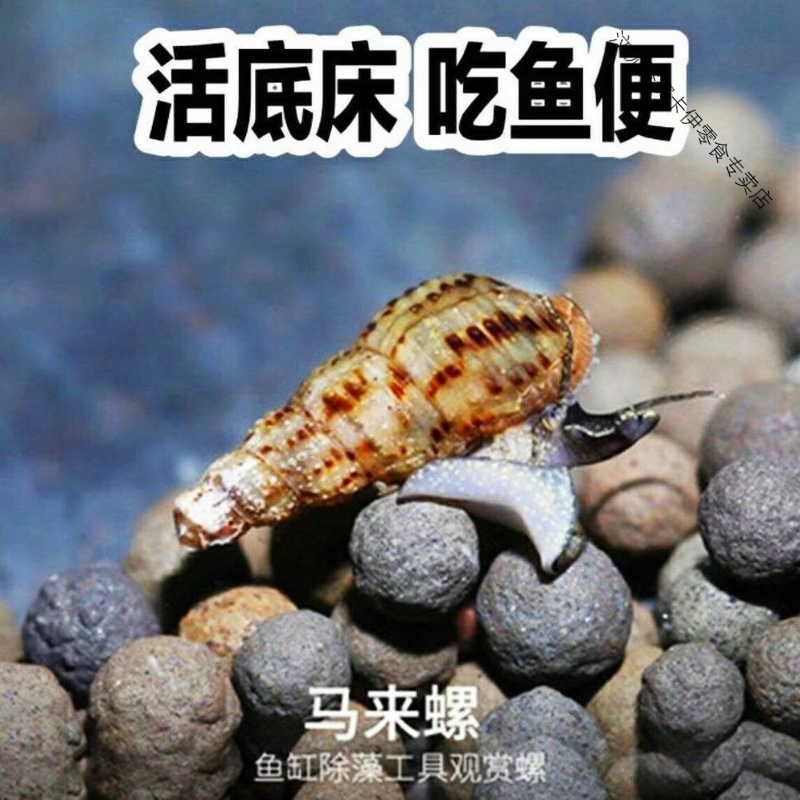 观赏黄金螺活体除藻好养苹果马来神秘紫纹斑马彩蛋黑金刚白蓝螺 斑马螺5只送水草
