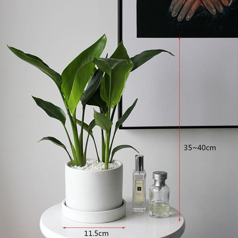 弹痕园艺用品北欧风天堂鸟弹痕鹤望兰室内植物盆栽网红绿植净化空气好养胖白盆白托 天堂鸟 种好 带盆栽好 价格图片品牌报价 苏宁易购艾迪瑞园艺用品专营店