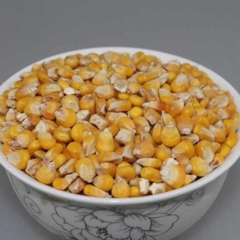 19年新玉米粒干玉米粒鸽子鸡鸭鸟饲料钓鱼饵打窝5斤20斤50斤 小玉米粒