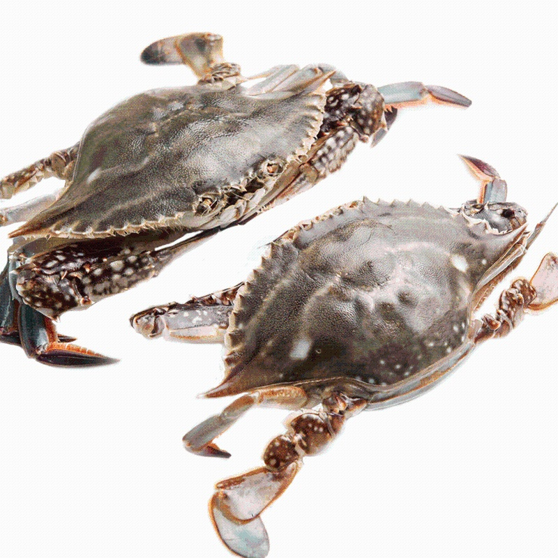 肥满大公蟹3斤装净重梭子蟹鲜活海鲜新鲜螃蟹冷冻海蟹水产大公蟹母蟹