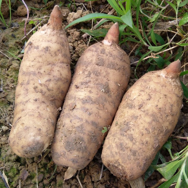 四川广元a 级新鲜天麻1000g小草坝现挖 活 生 天麻当季食材